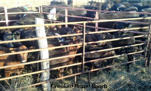 calves in pen