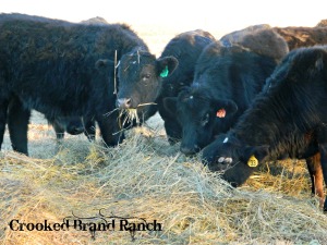 calves eating hay